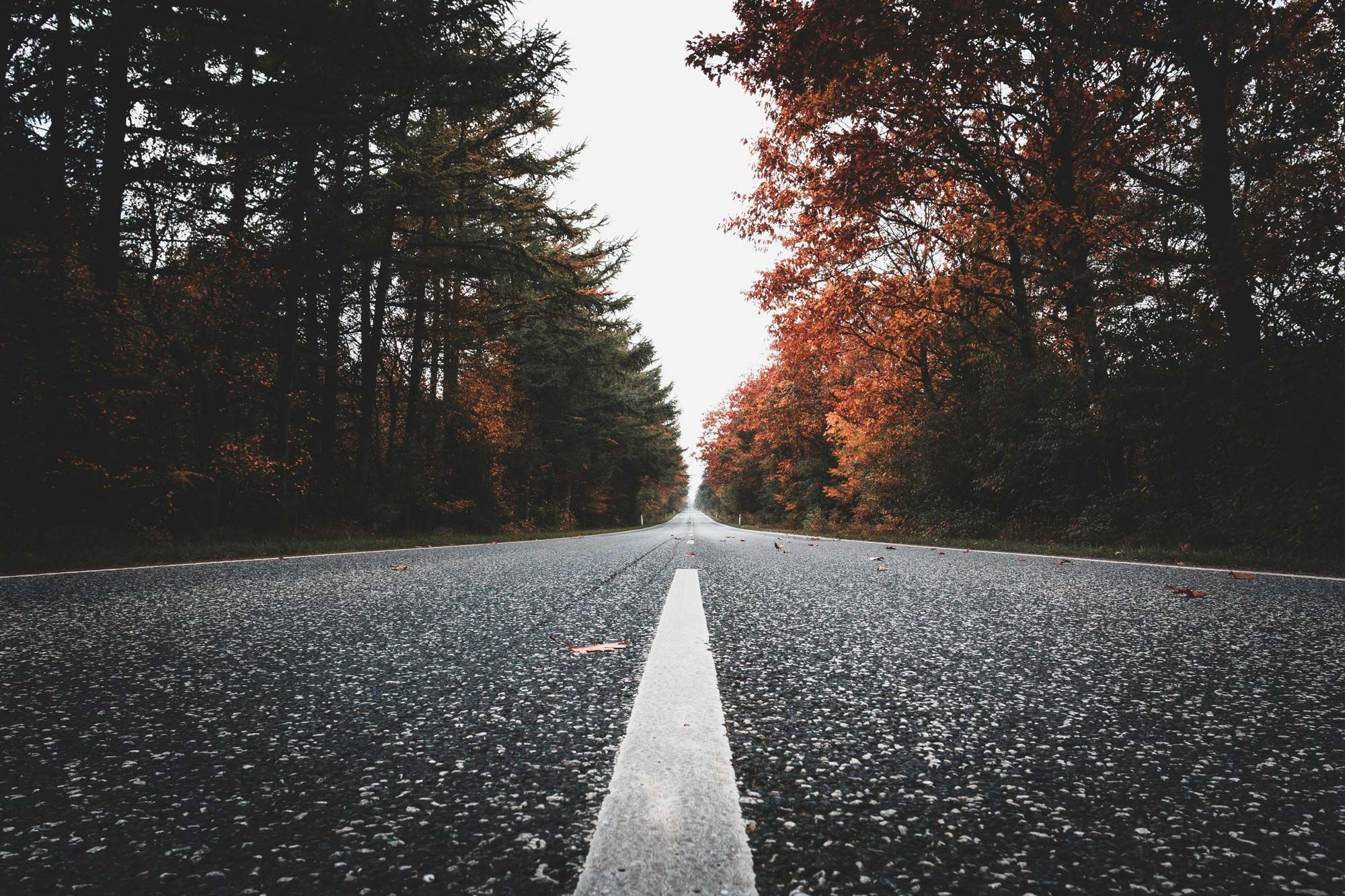 A straight road through an autumn forest